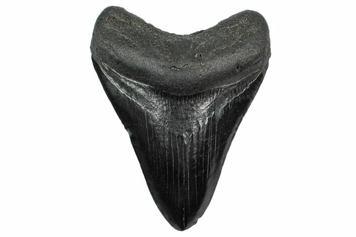 Fossil Megalodon Tooth - South Carolina #340188
